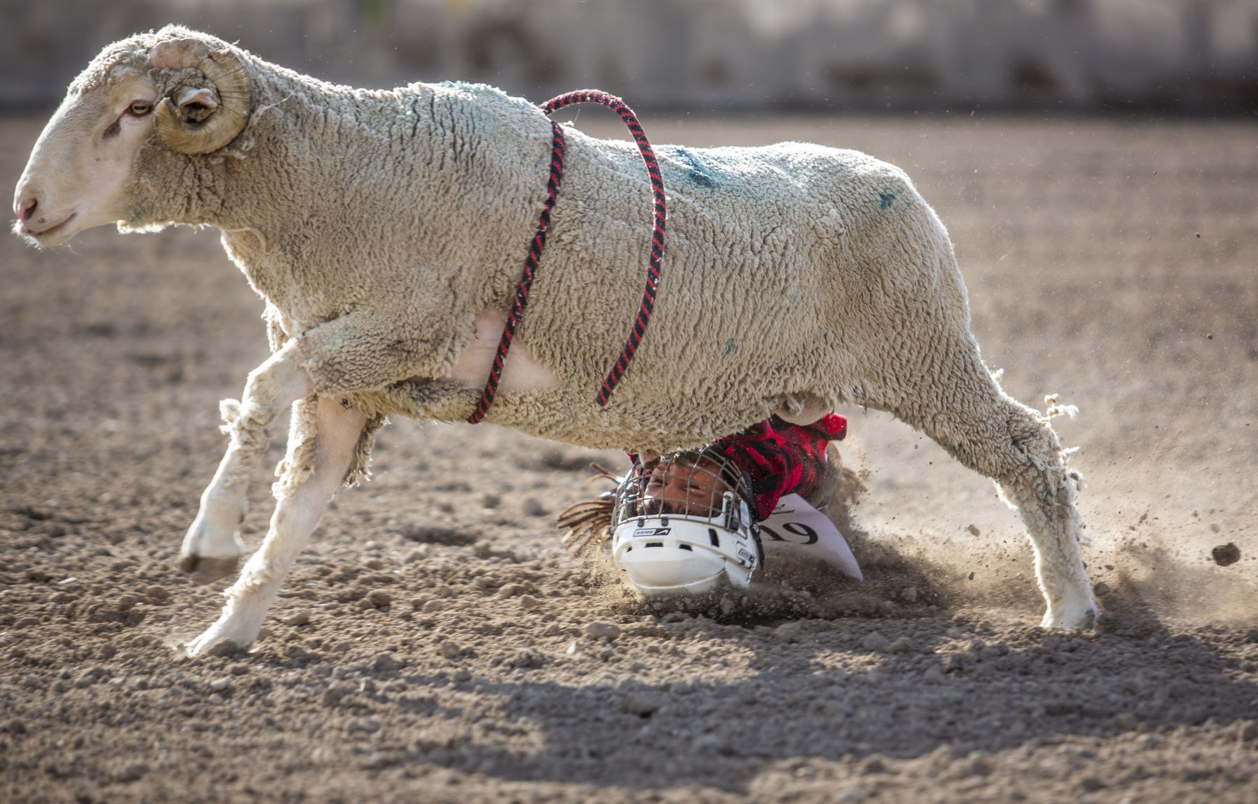 Mutton Busting in Minidoka